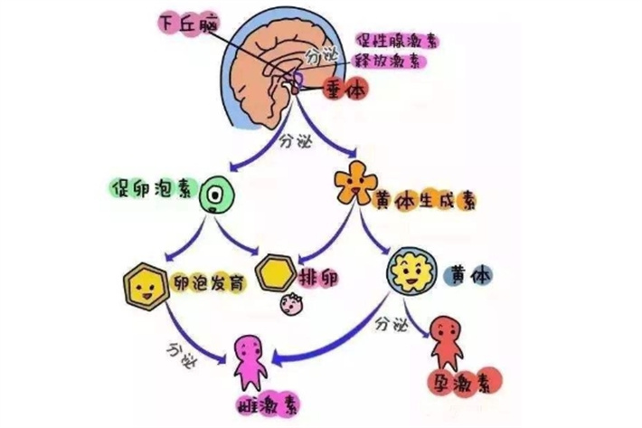 促黄体生成素
