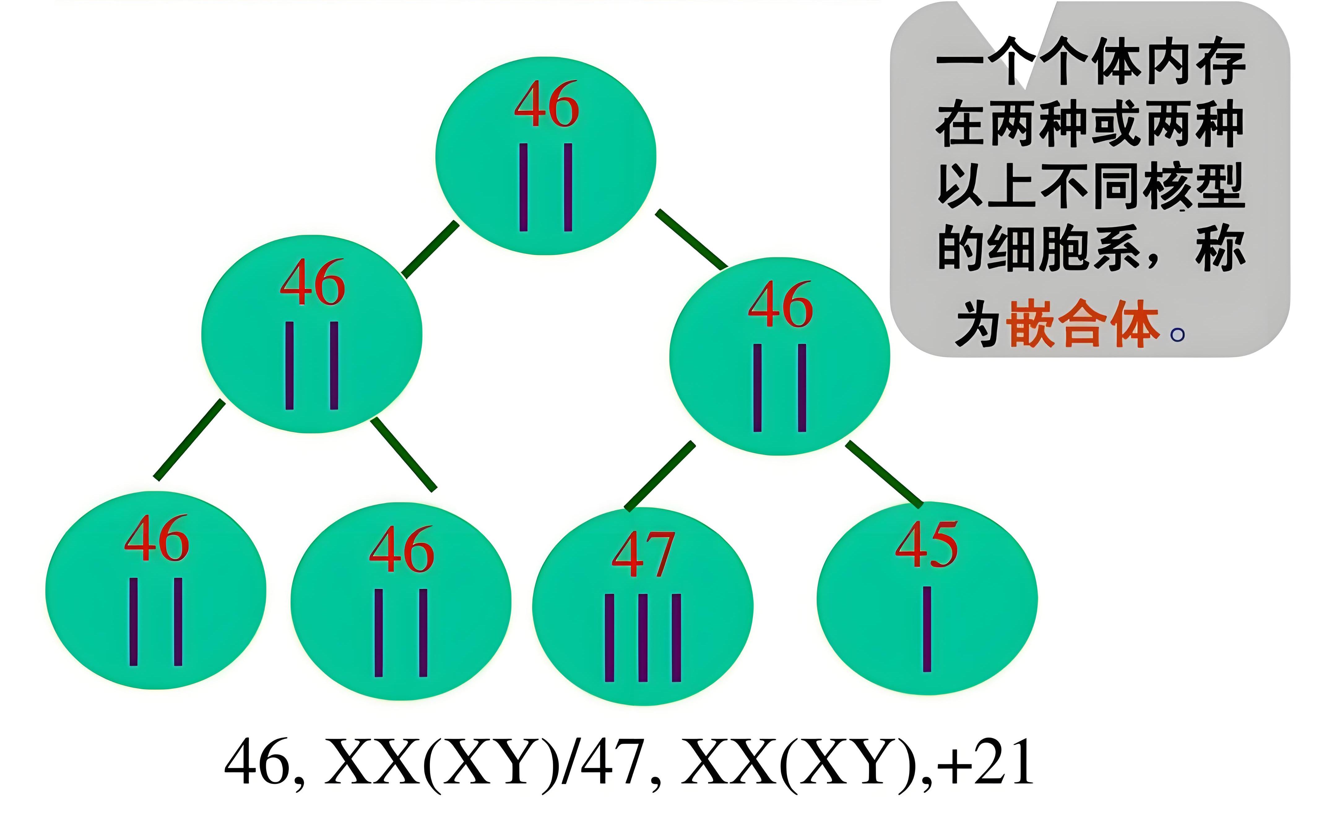 嵌合体