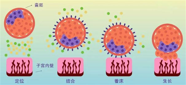囊胚移植着床