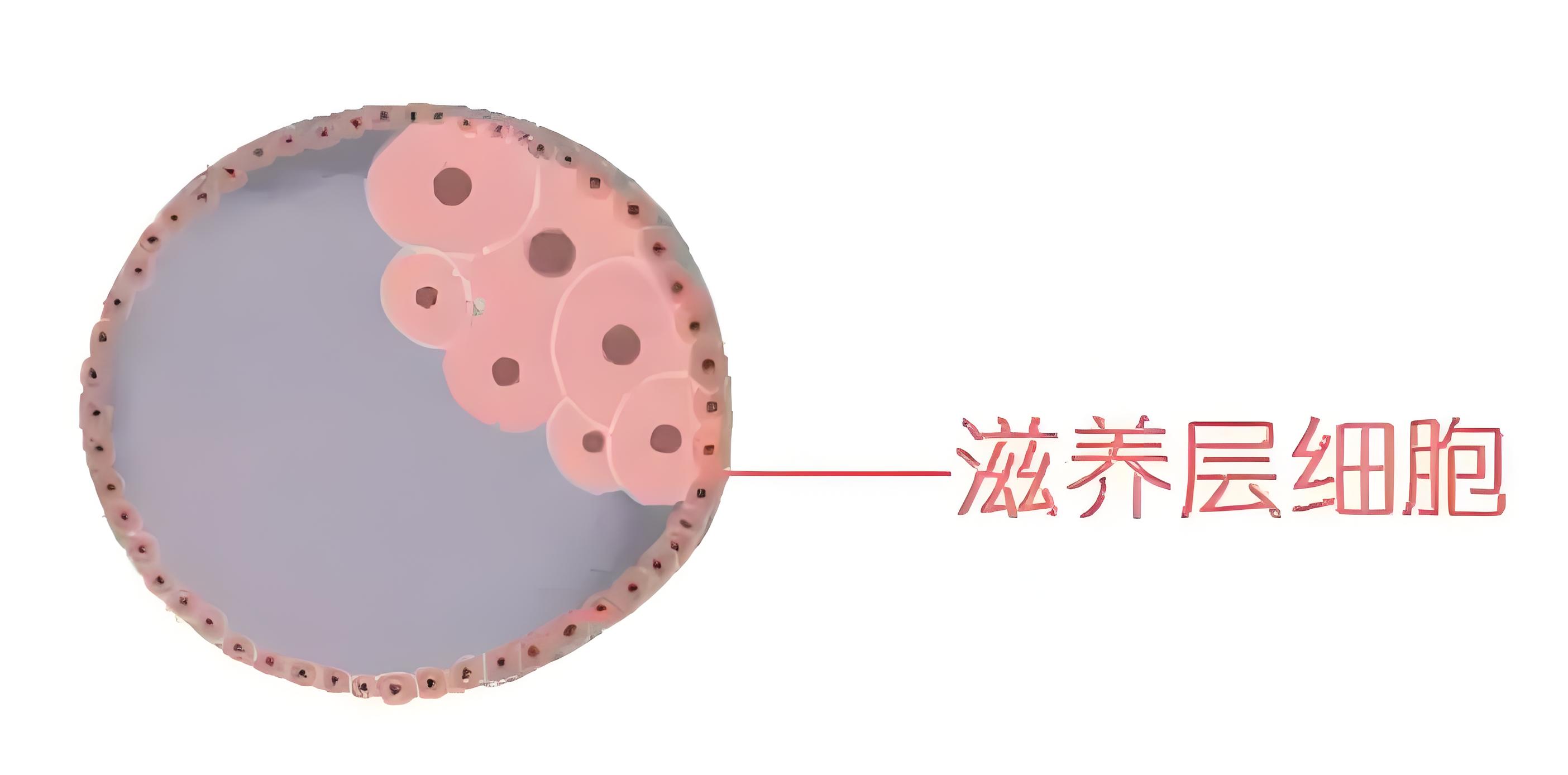 抗心磷脂抗体