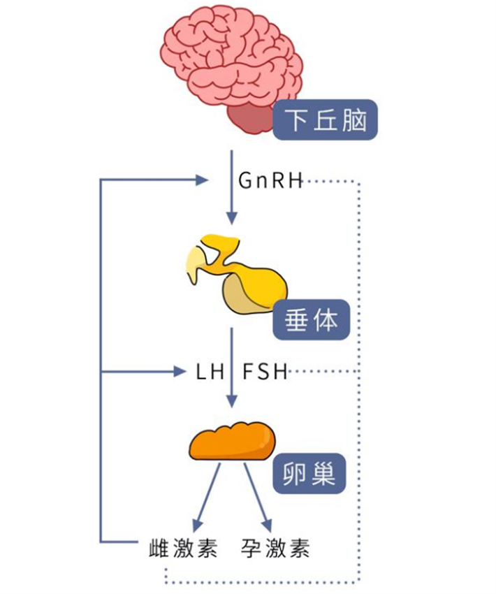 抑制垂体的自主调节