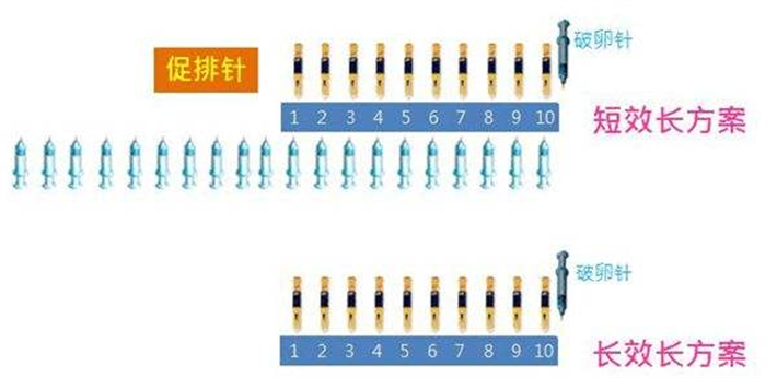 试管长方案与短方案.png