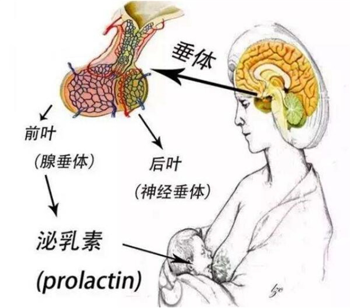 泌乳素.