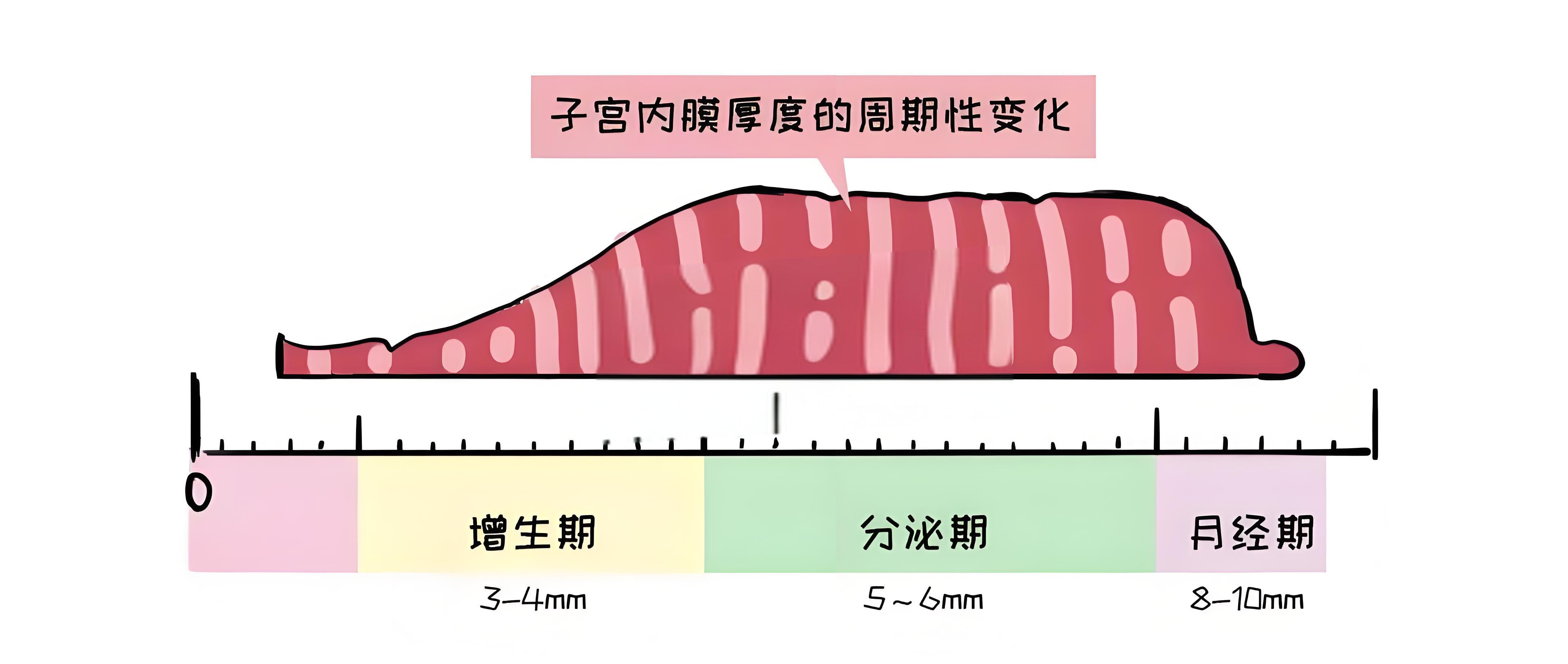 子宫内膜条件把控