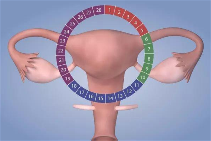子宫内膜因素