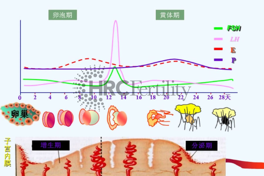 激素六项900HRC.jpg