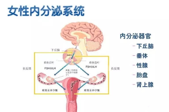 内分泌紊乱3.jpg