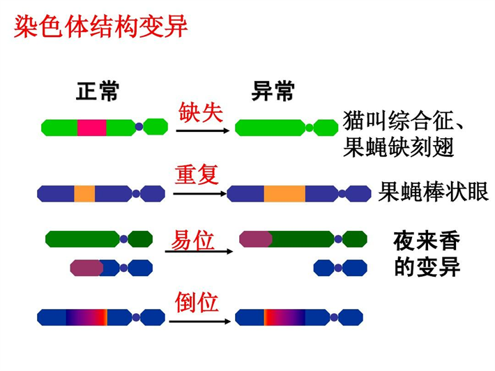 染色体异常情况.png