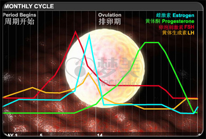 正常月经周期