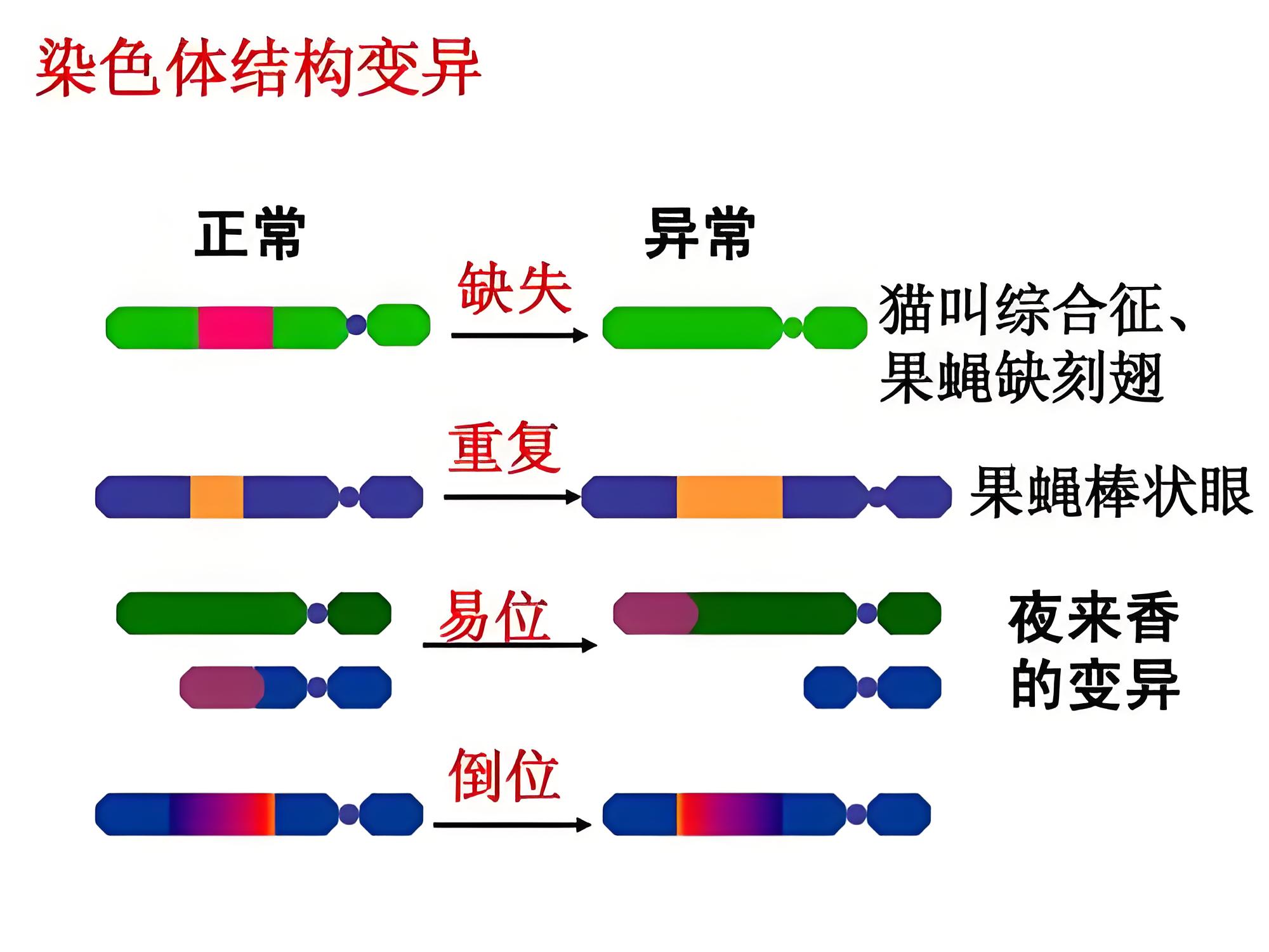 染色体结构异常
