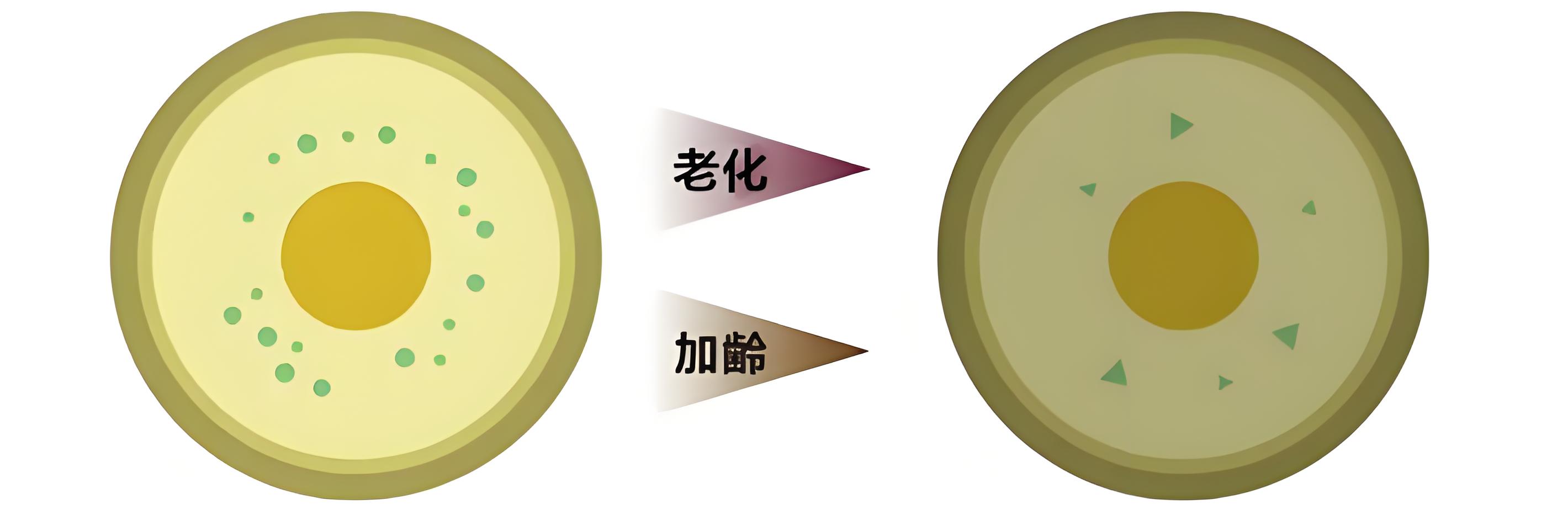 卵子老化