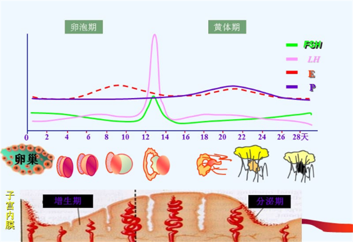 激素六项检查