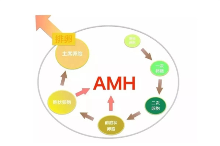 amh
