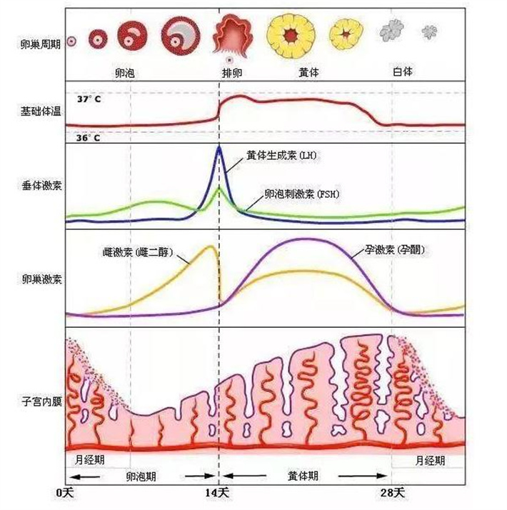 减少LH峰值出现