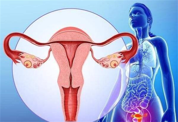 子宫环境良好的女性