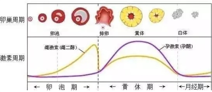 激素水平变化