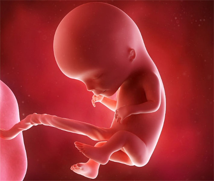 肥胖导致胎儿畸形