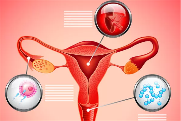 优质的子宫环境