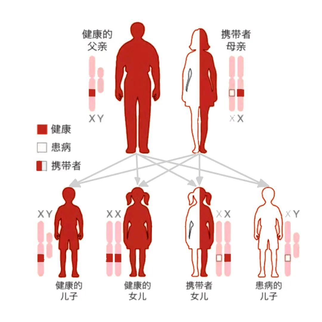 单基因病携带者