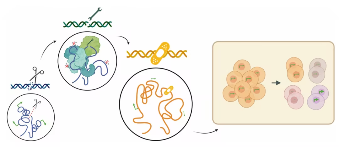 基因编辑的深层机制：超越序列修正