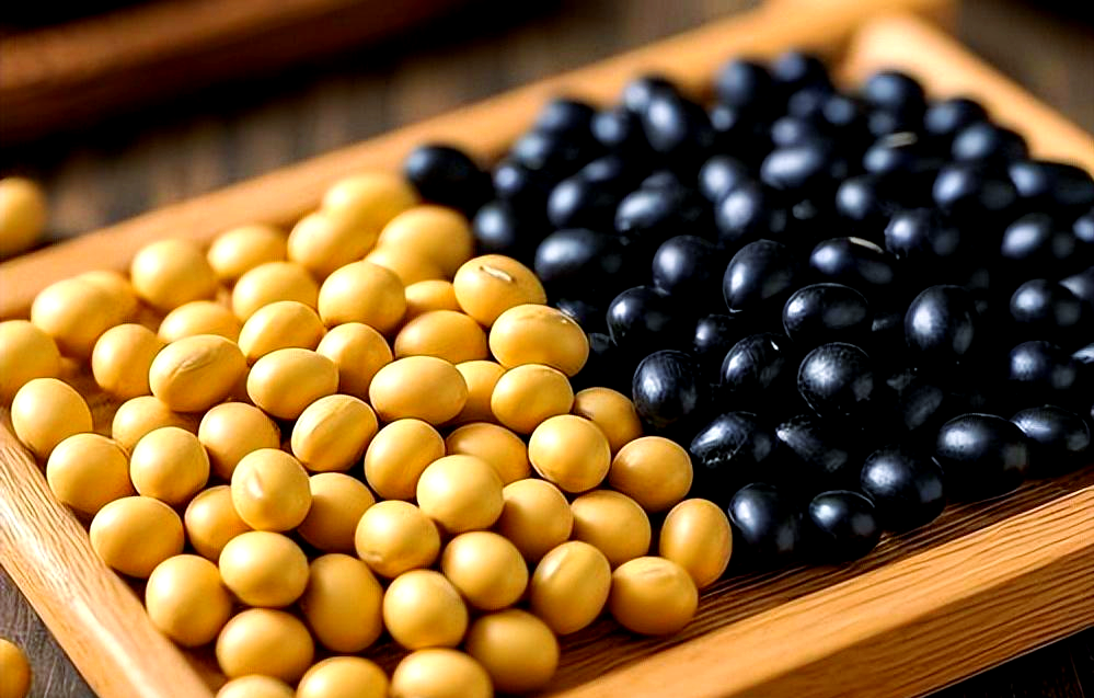 优质蛋白黑豆黄豆