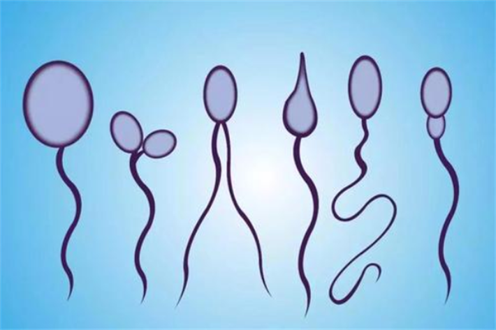 精子畸形质量下降