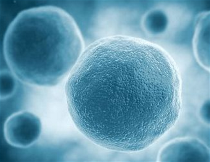 卵子