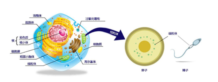 线粒体功能下降