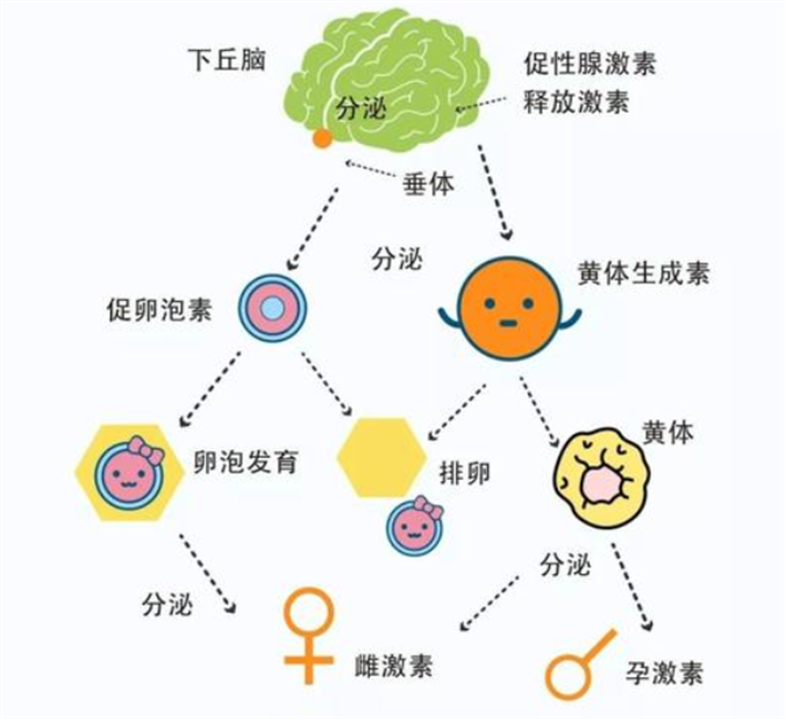 下丘脑-垂体-卵巢性腺轴