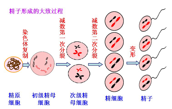 精子形成大概过程