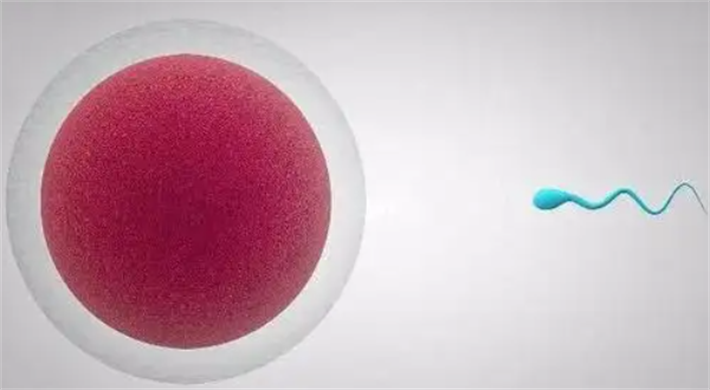 精卵质量