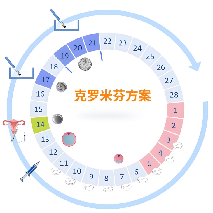 克罗米芬试管方案.png