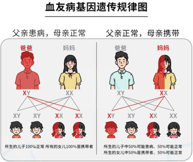 血友病基因遗传规律图